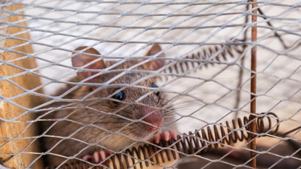 Rat dans une cage : dératisation